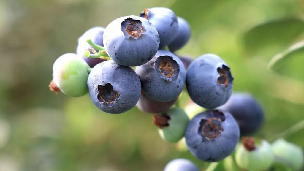  盲目扩张还是经营陷阱：透视果企模式的致命伤 股票财经