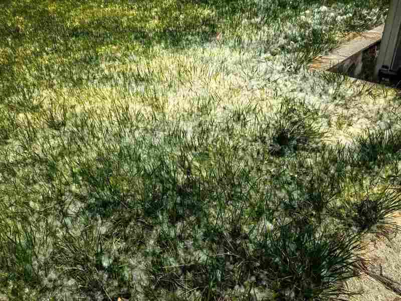  【技术解码】北京杨柳絮高发期：原理、危害与科学防治全景图谱 健康养生