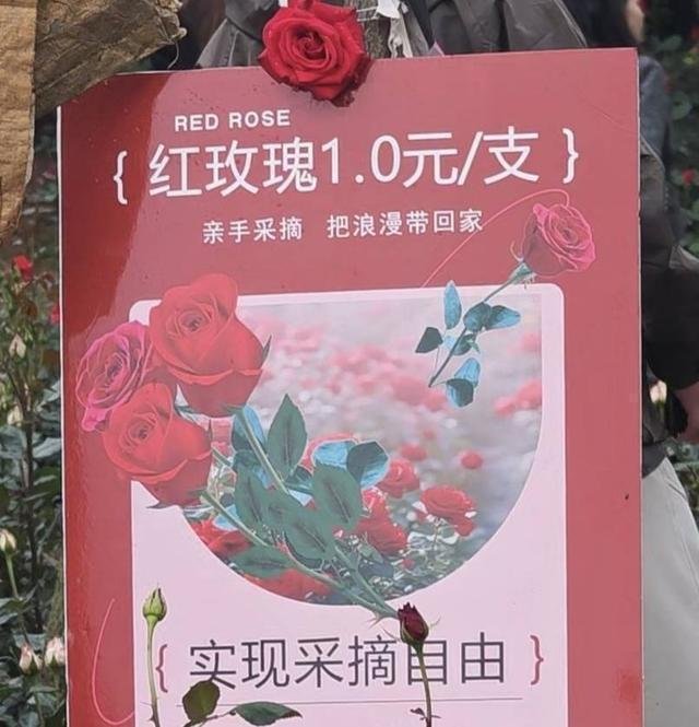  那个被游客喊作"爷爷"的花农，教会我们什么叫"活在热爱里" 情感心理